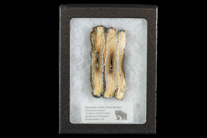 Mammoth Molar Slice With Case - South Carolina #95286